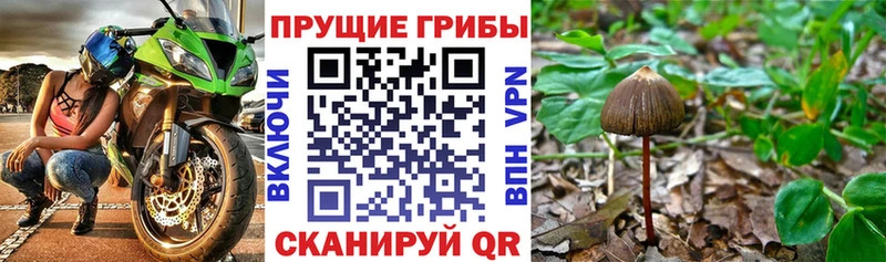 Псилоцибиновые грибы Psilocybe где купить Оса